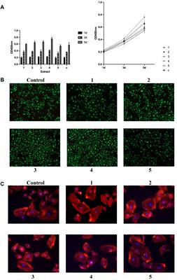 Effects of extract solution from magnesium alloys supplemented with different compositions of rare earth elements on in vitro epithelial and osteoblast progenitor cells